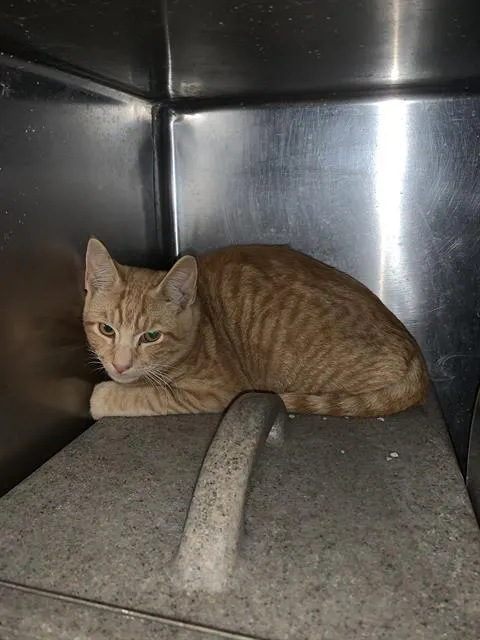 Adoptable Cat