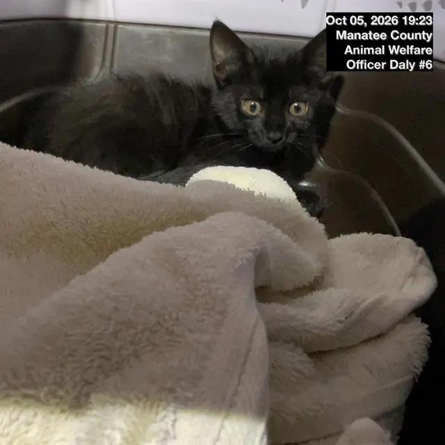 Adoptable Cat