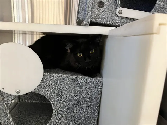 Luna