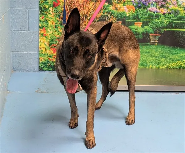 Adoptable Dog