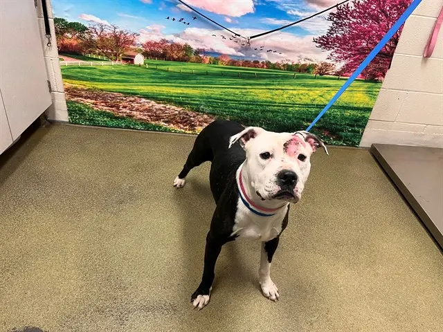 Adoptable Dog
