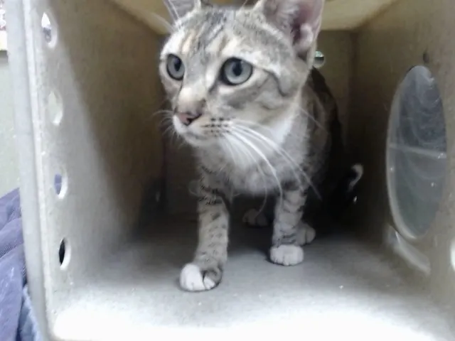 Adoptable Cat
