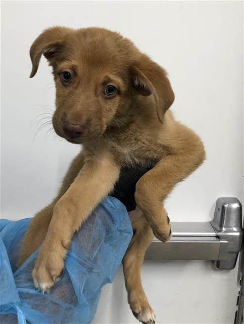 Adoptable Dog