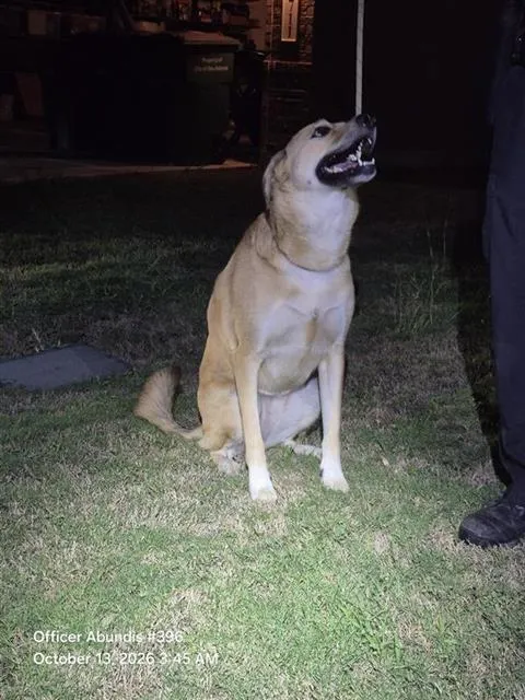 Adoptable Dog