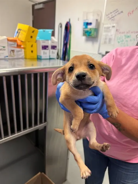 Adoptable Dog