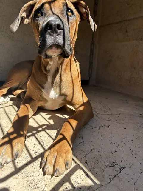 Adoptable Dog