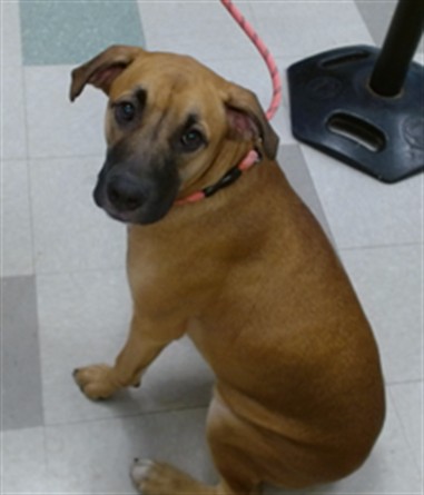 Adoptable Dog