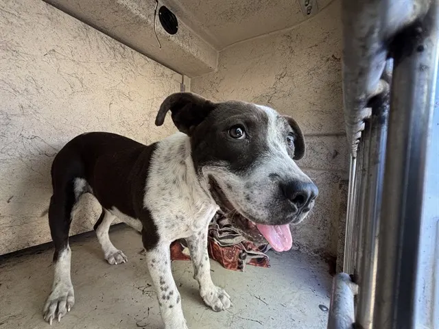 Adoptable Dog