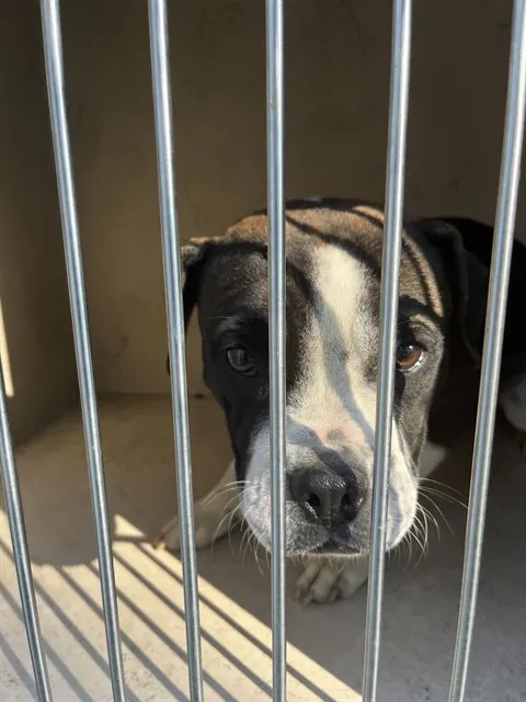 Adoptable Dog
