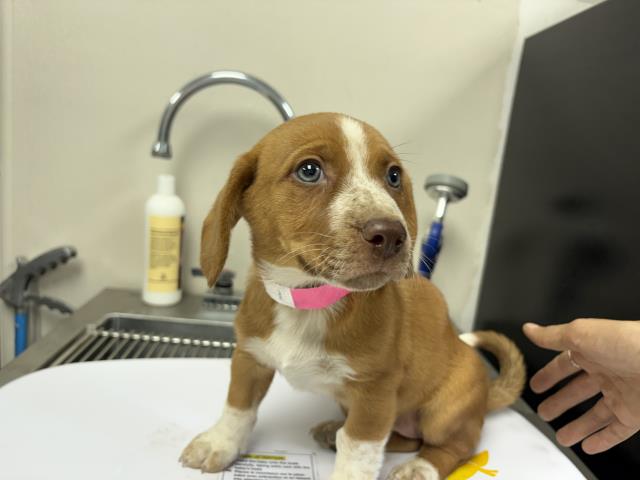 Adoptable Dog