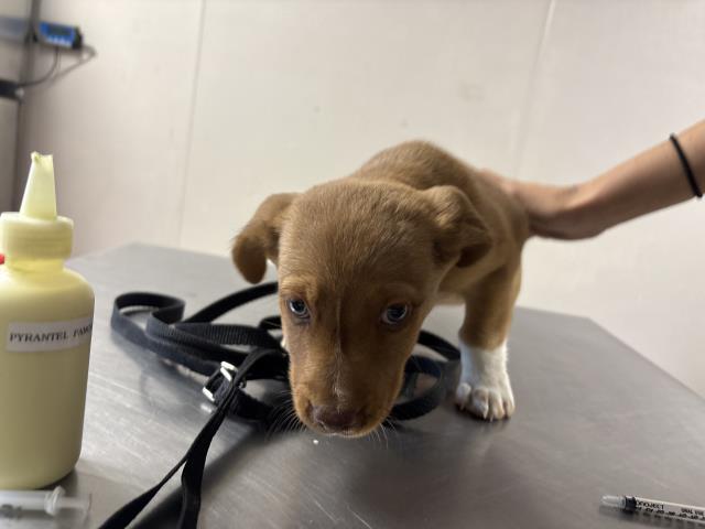 Adoptable Dog
