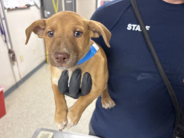 Adoptable Dog