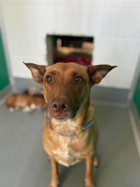 Adoptable Dog