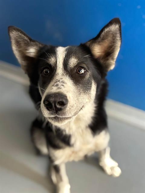 Adoptable Dog