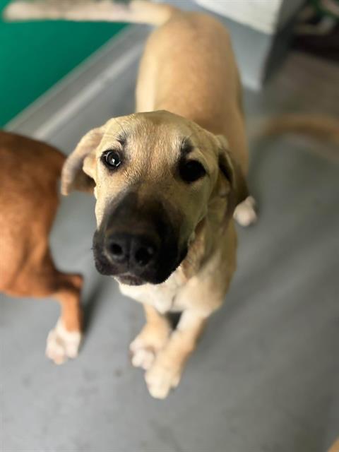Adoptable Dog