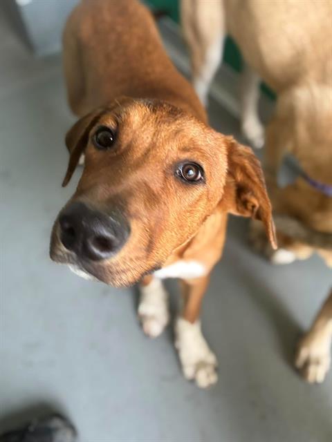 Adoptable Dog