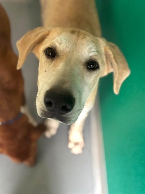 Adoptable Dog