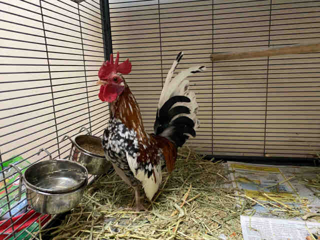 Sir Quail