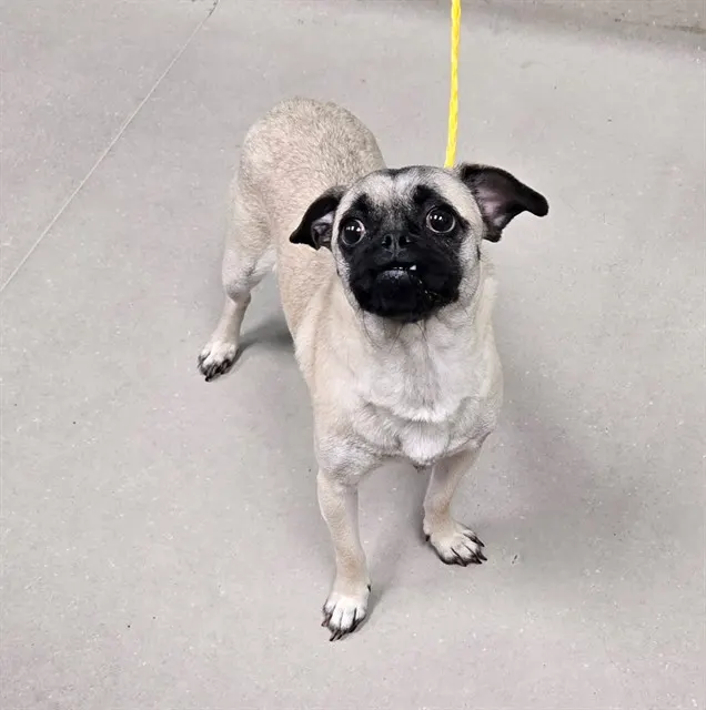 Adoptable Dog
