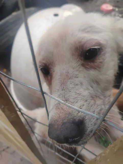 Adoptable Dog