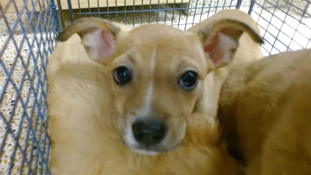 Stella