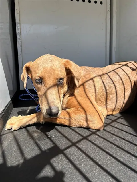Adoptable Dog