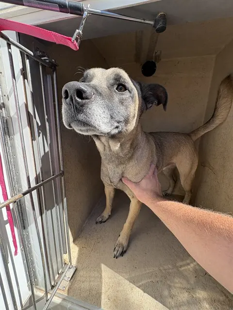 Adoptable Dog