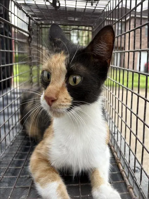 Adoptable Cat