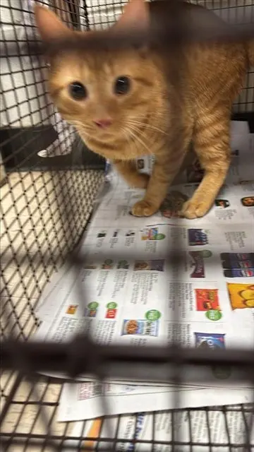 Adoptable Cat