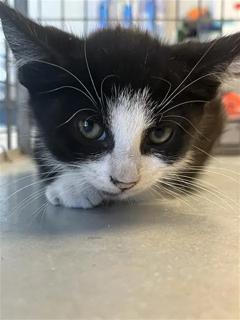 Adoptable Cat