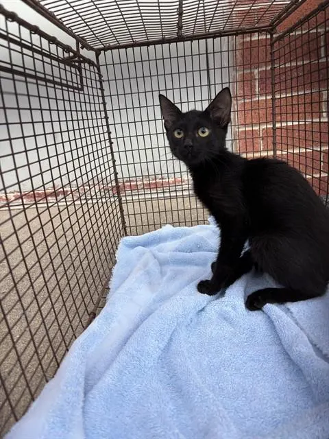 Vampurr