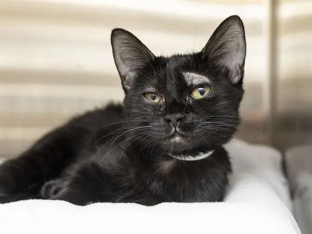 Bagheera
