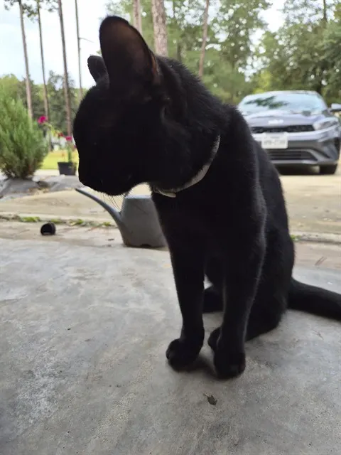 Tuna