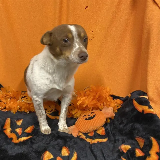 Adoptable Dog