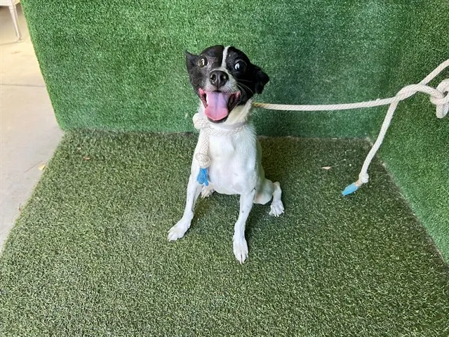 Adoptable Dog