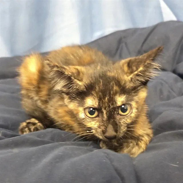Ember