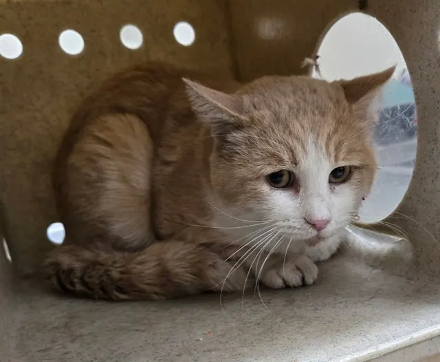 Adoptable Cat