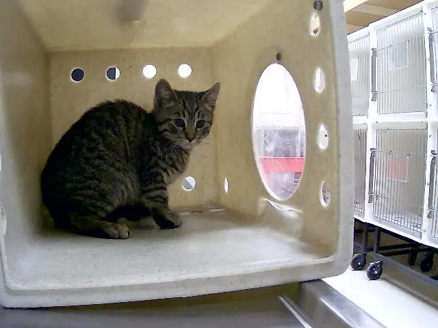 Adoptable Cat