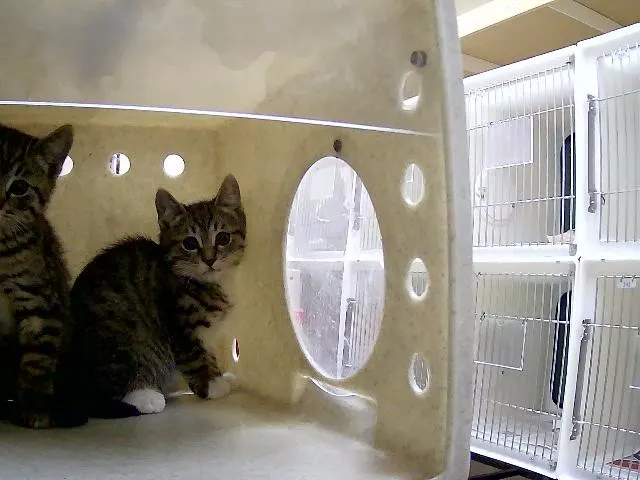 Adoptable Cat