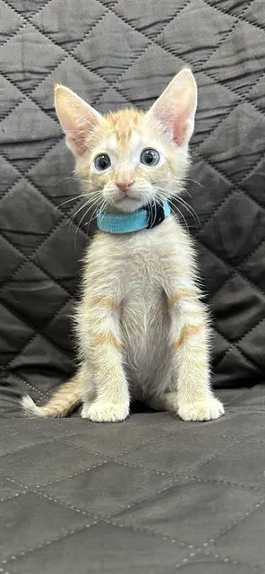 Fred Blue Collar