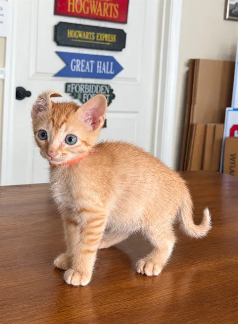 Ron Orange Collar