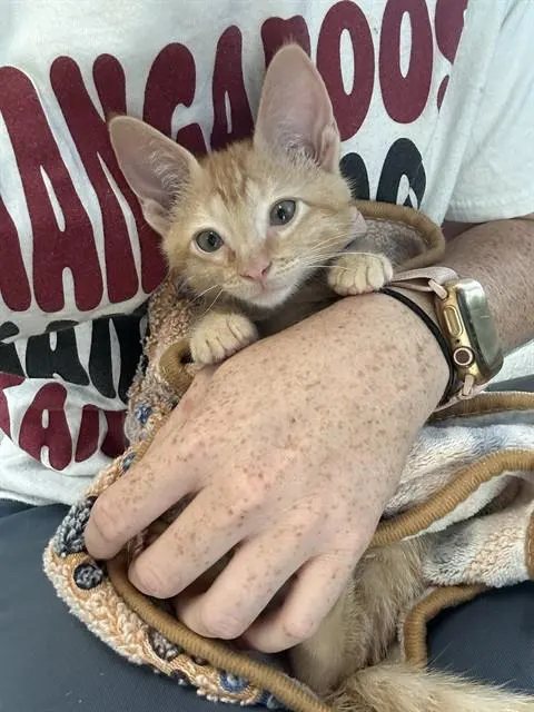 Ginny Pink Collar