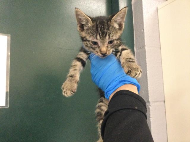 Adoptable Cat