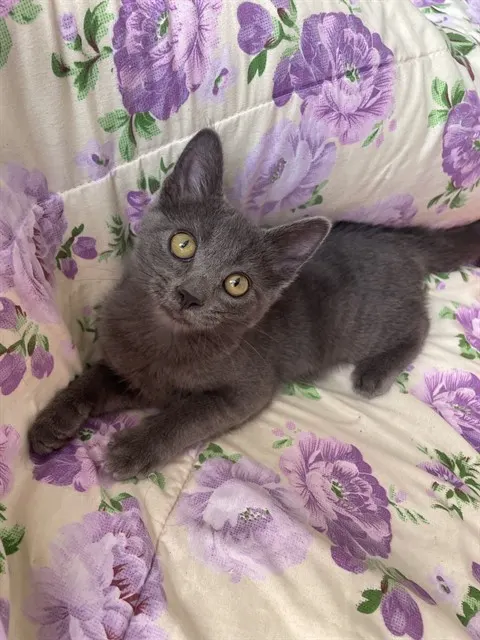 Milo