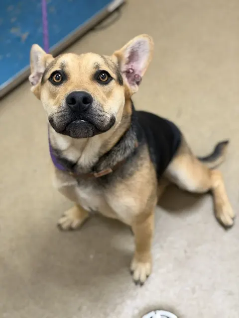 Scout