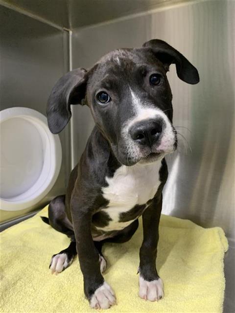 Adoptable Dog