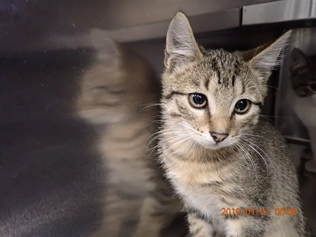 Adoptable Cat
