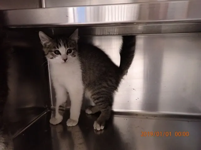 Adoptable Cat