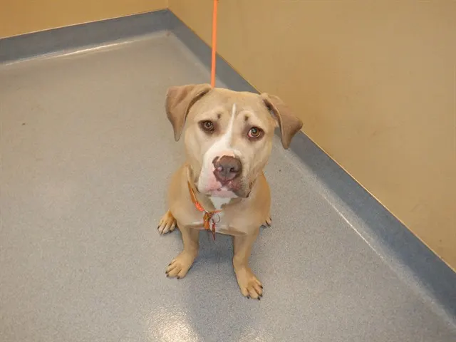 Adoptable Dog