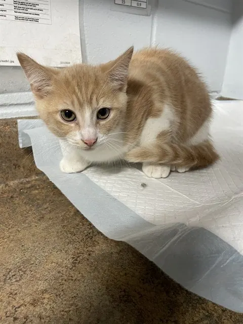 Acorn